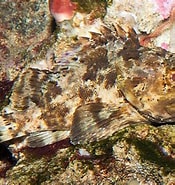 Afbeeldingsresultaten voor "scorpaena Porcus". Grootte: 175 x 185. Bron: www.monaconatureencyclopedia.com