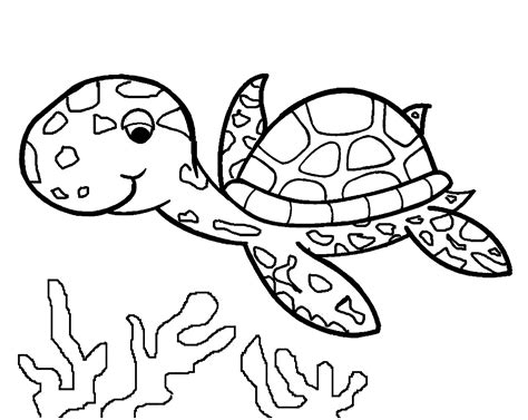 image  turtle    color turtles kids coloring pages