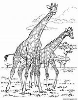Coloring Giraffes Africa Adult Pages Printable sketch template