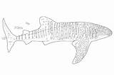 Coloring Leopard Shark Pages Usable Bestcoloringpagesforkids Via sketch template
