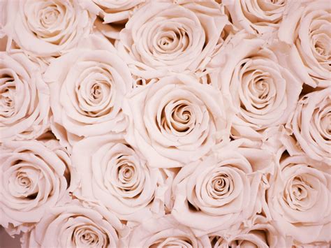 cute rose gold wallpapers top  cute rose gold backgrounds wallpaperaccess