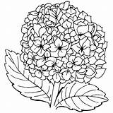 Hortensia Colorat Flori Hydrangea Flower Hortensias Planse Riscos P105 Aquarela Desene Clases Colorier Primiiani Salticoz Plansa Copii Coloriages Voturi Vizite sketch template