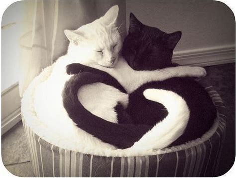 Black Cats Cute Heart Hug Image 456007 On