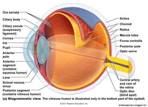 eye anatomy hd wallpapers
