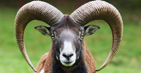 goat animal facts az animals