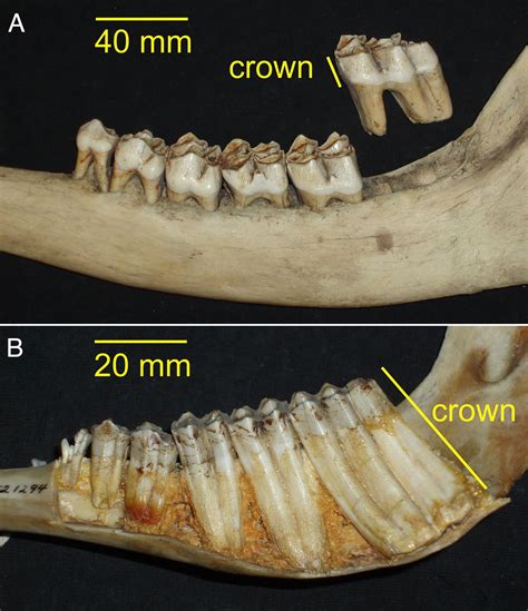 reassessing assumptions   evolution  herbivore teeth pnas