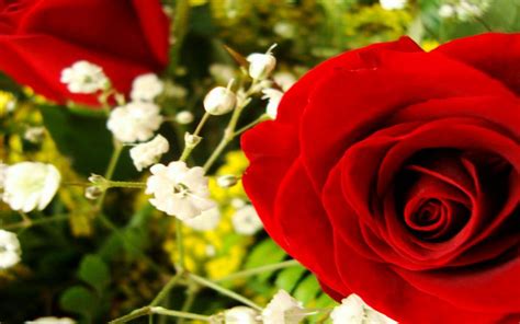 Hd Lovely Red Rose For My Lovely Friend Tatjana Tamara012