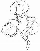 Pea Sweet Coloring Flower Pages Plant Flowering Drawing Color Kids Getdrawings Getcolorings sketch template