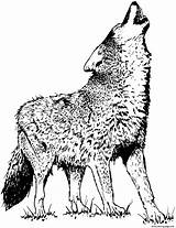 Wolf Coloring Pages Realistic Printable Print sketch template