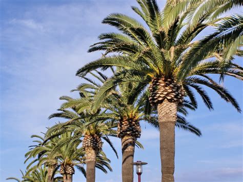 palm tree  photo  freeimages