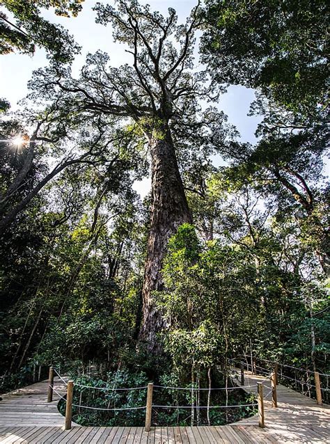 big tree tsitsikamma