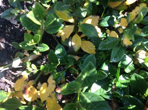 yellowing  leaves burkes backyard