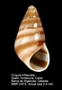 Afbeeldingsresultaten voor "cingula Trifasciata". Grootte: 69 x 100. Bron: www.marinespecies.org