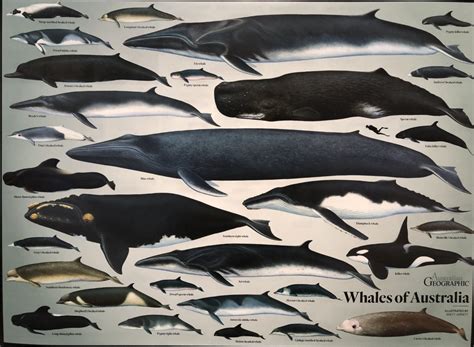 whales of australia poster flat australian geographic