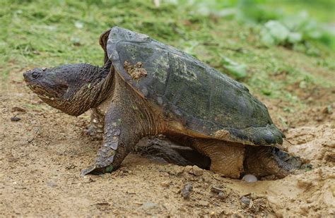 regulations  protect virginias snapping turtles virginia dwr