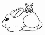 Lapin Rabbits Nagetiere Dessin Animali Coloriage Dierendag Kleurplaat Roditori Conejos Coloriages Colorier Shape Hayvanlar Boyama Kategorien Condividi Birlikte Diğerleri sketch template