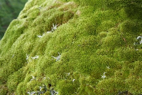 identification    type  moss  commonly grows  dirt trees  bricks