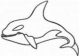 Coloring Whale Pages Killer Orca Shamu Outline Drawing Hideous Animals Color Colouring Printable Getdrawings Clip Paintingvalley Choose Board Collection Clipart sketch template
