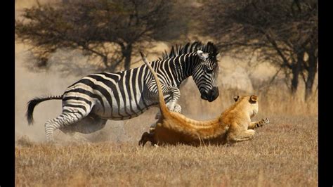 brave zebra fight  lion lion severely injured  zebra attack  youtube