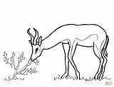 Springbok Africa South Coloring Pages Drawing Printable Drawings Dot Antelope Crafts sketch template