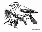 Goldfinch Coloring Pages Plants sketch template