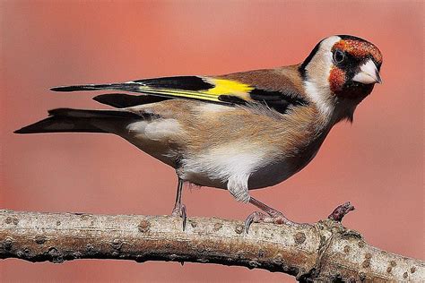 finches  sparrows bird identification tips