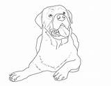 Rottweiler Hunde Zum Ausmalen Welpen Ausmalbild Nachmalen Malvorlage Hund Hunderassen Kostenlose sketch template