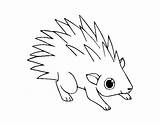 Hedgehog Coloring Coloringcrew sketch template