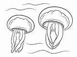 Coloring Jellyfish Pages Ocean sketch template