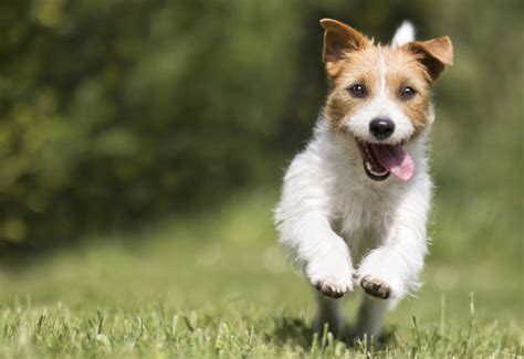 funny playful happy smiling pet dog puppy running jumping   grass