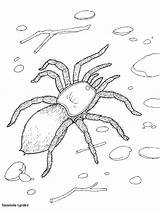 Spinnen Deserto Kleurplaten Spinne Spiders Kleurplaat Tarantula Insetos Colorir Drucken Educar Kalender Erstellen sketch template