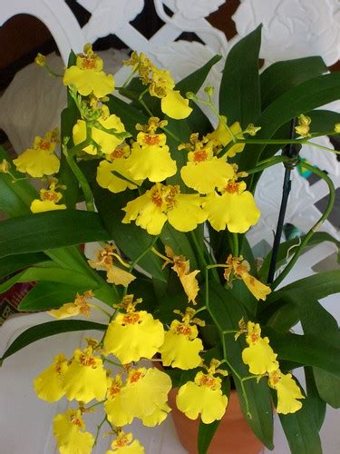 orchid of the week oncidium gower ramsey brooklyn orchids