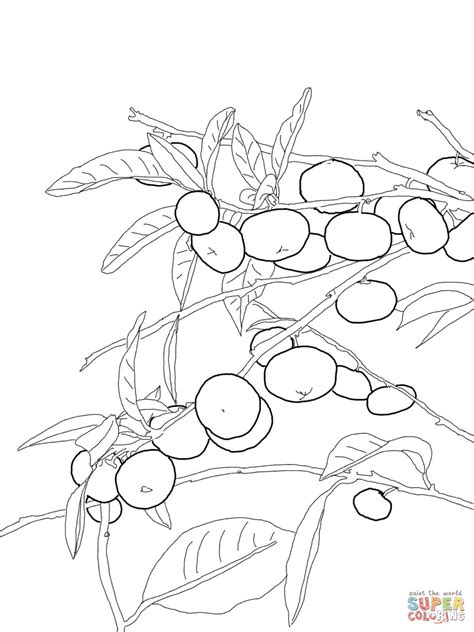 orange tree coloring page coloring home