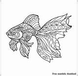 Mandala Fisch Goldener Mandalas Ausmalbilder Ausdrucken Erwachsene Ausmalen Besuchen sketch template