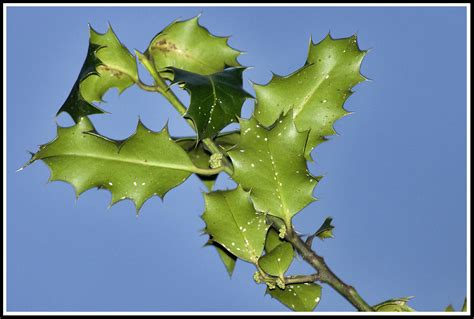leafs   jmorante  deviantart