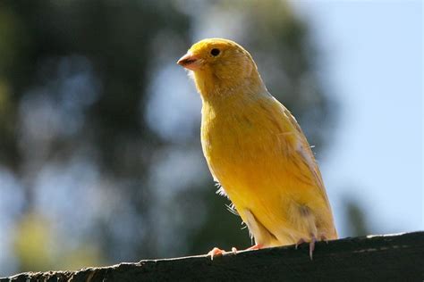 domestic canary flickr photo sharing