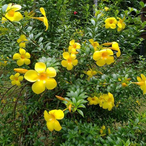 allamanda bush yellow plant santhi  plants nursery