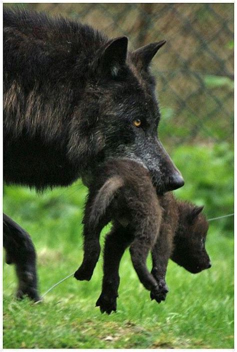 1000 images about wild wolves on pinterest wolf love