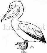 Pelican Drawing Brown Getdrawings sketch template