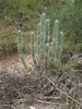 Afbeeldingsresultaten voor "sagenoscena Tetracantha". Grootte: 75 x 100. Bron: www.cactusinhabitat.org