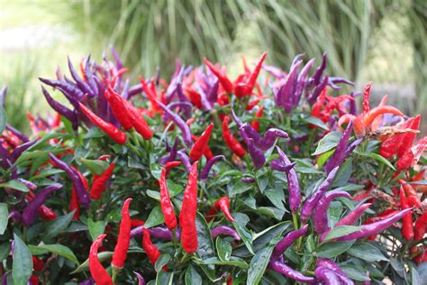 ornamental pepper plants  grow  year  world garden farms