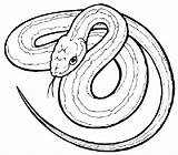 Coloring Pages Serpent Sea Snake Getcolorings sketch template