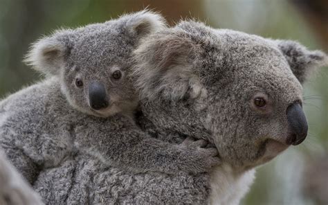 baby koala wallpaper wallpapersafaricom