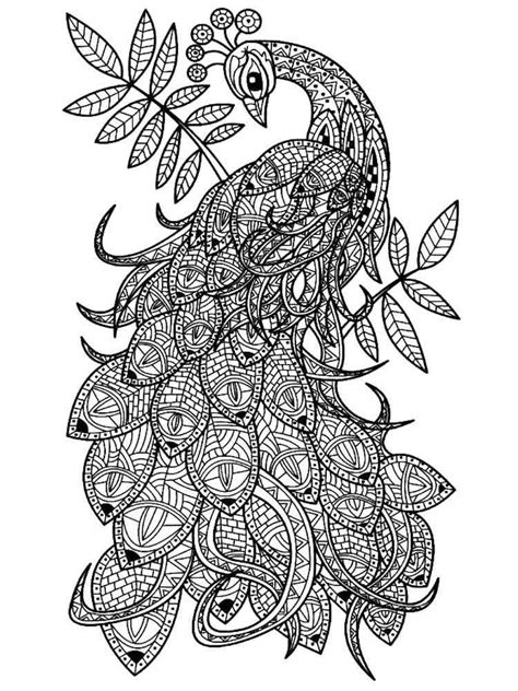 peacock coloring pages  adults printable   peacock