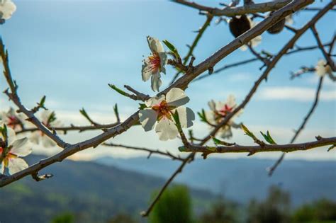 premium photo branch   flowering plum tree