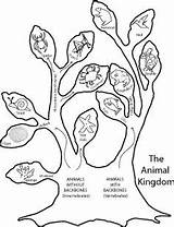 Animal Classification Science Zoology Activity Kingdom Taxonomy Biology Life sketch template