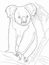 Koala Bear Coloring Pages Tree Printable Koalas Colouring Cute Supercoloring Color Drawing Baby Category Categories sketch template