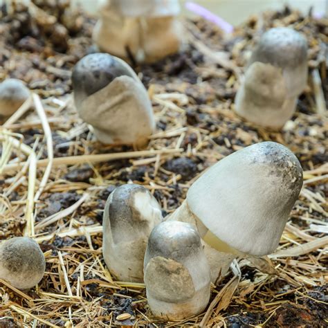 mengenal jamur merang  bergizi tinggi agrozine