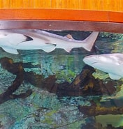 Image result for Shark Pit. Size: 176 x 185. Source: www.goport.com