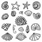 Shells Colouring Conchiglie Seashells Zeichnen Seashell Muscheln Seascape Mermaid Dinge Einfache Kostenlose Fische Zeichnungen Colorpagesformom Wonder sketch template